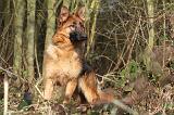 BERGER ALLEMAND 871